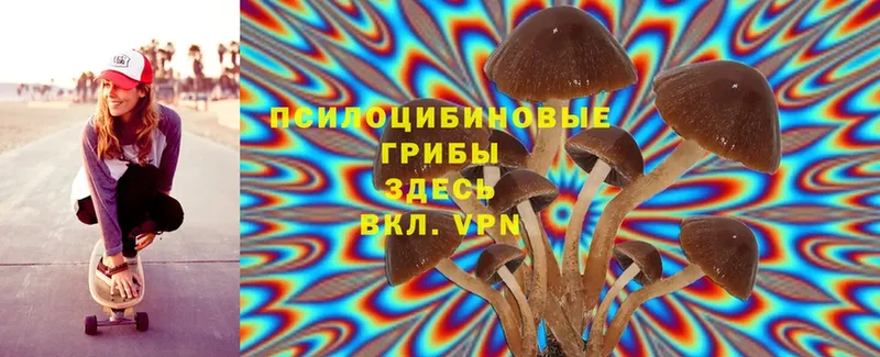 Псилоцибиновые грибы Psilocybe  Коломна 